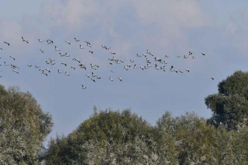 Retour des Grues cendrées sur le lac
