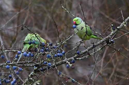 Perruches à collier