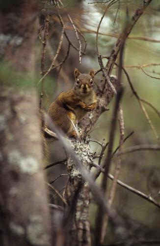 Parc national de Denali - Ecureuil