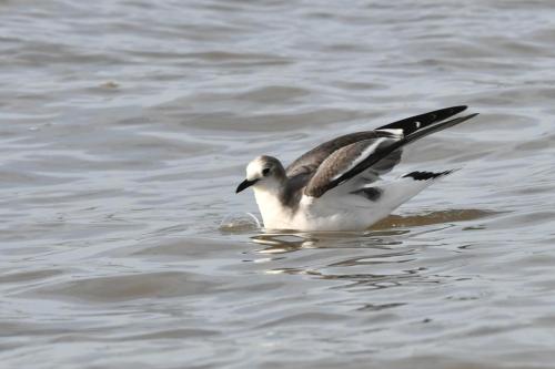 Mouette de Sabine