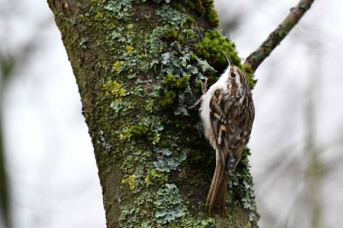 Grimpereau des jardins