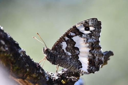 Silène (Brintesia circe)