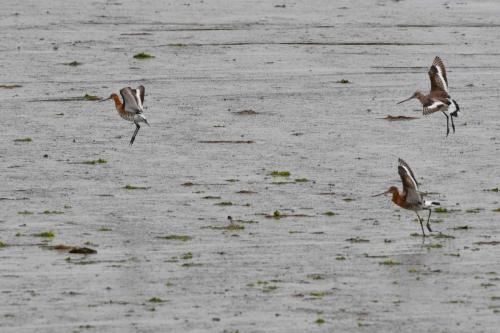 Barges à queue noire