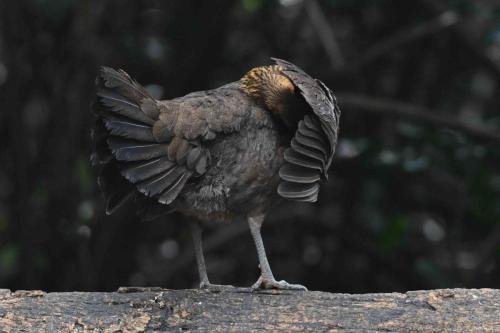 Poule bankiva