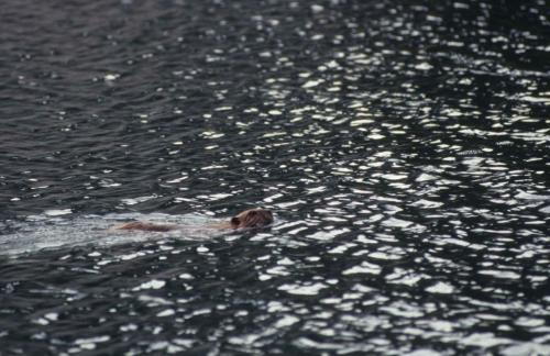 Parc national de Denali - Castor