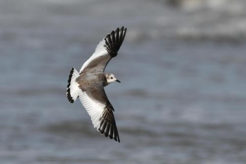 Mouette de Sabine