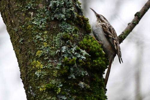 Grimpereau des jardins
