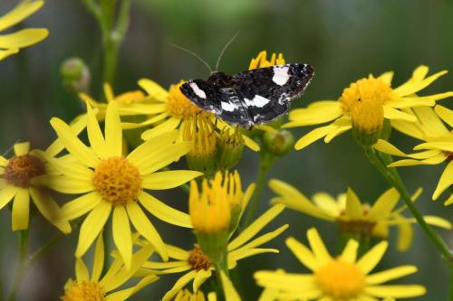 Noctuelle en deuil (Tyta luctuosa)