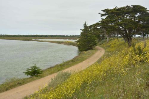 Etang du vide (Noirmoutier)