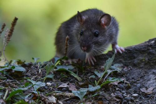 Rat surmulot