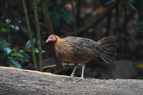 Poule bankiva