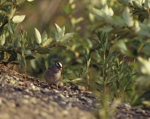 Parc national de Denali - Bruant à couronne blanche
