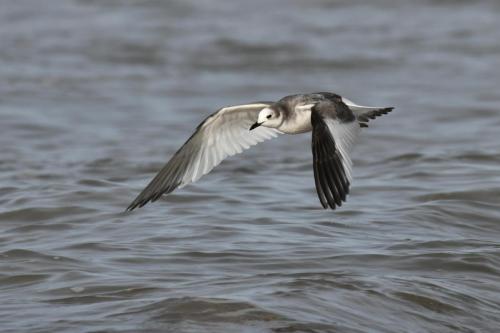 Mouette de Sabine