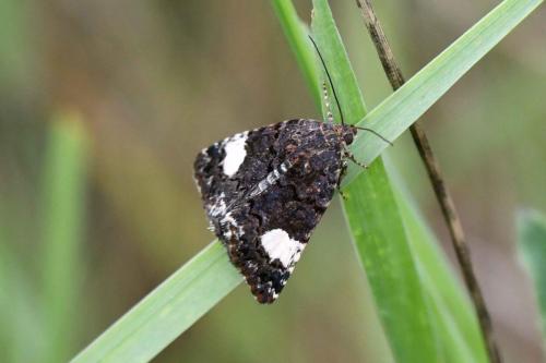 Noctuelle en deuil (Tyta luctuosa)