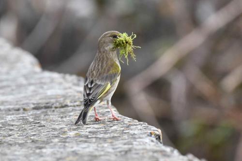 Verdier d'Europe (femelle)