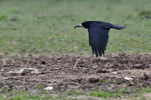 Corbeau freux