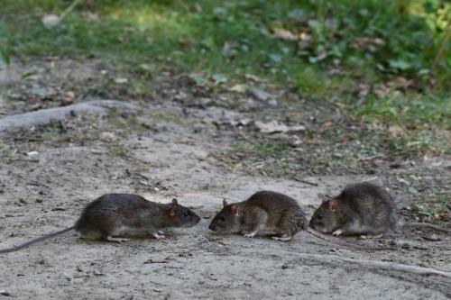 Rats surmulots