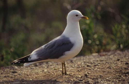 Parc national de Denali - Goéland cendré