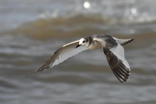 Mouette de Sabine