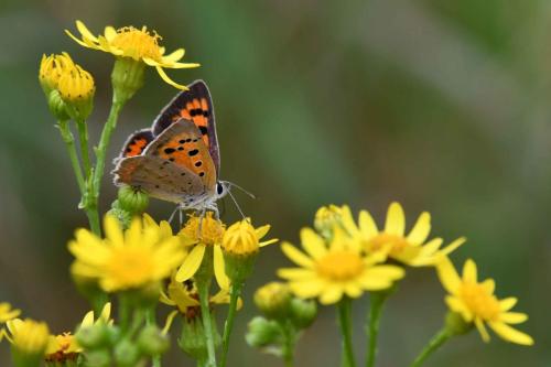 Cuivré commun (Lycaena phlaeas)