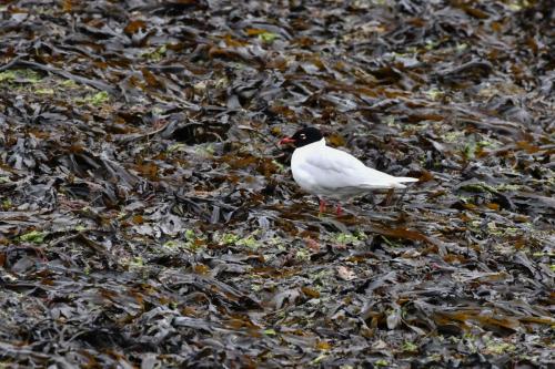 Mouette mélanocéphale