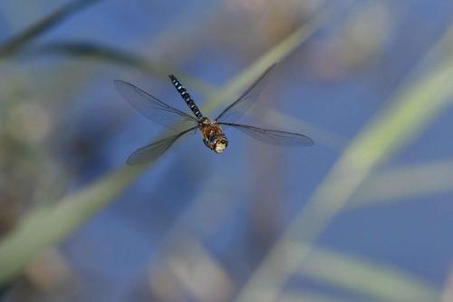 Aeschne mixte
