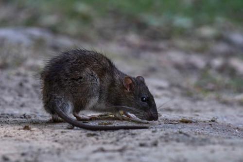 Rat surmulot