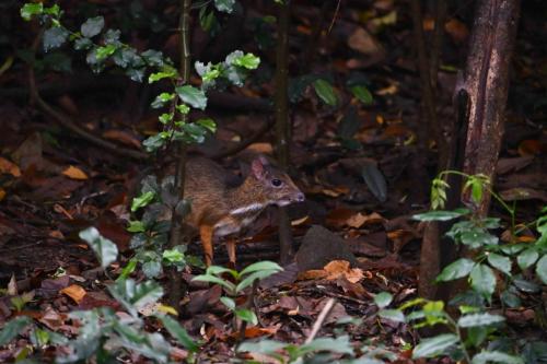 Chevrotain kanchil