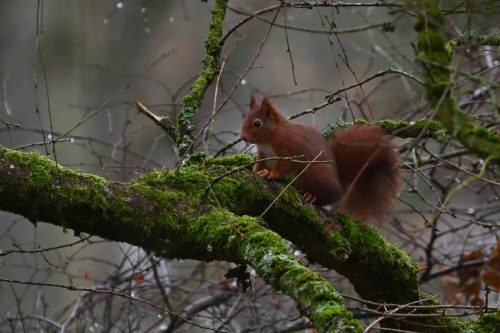 Ecureuil roux