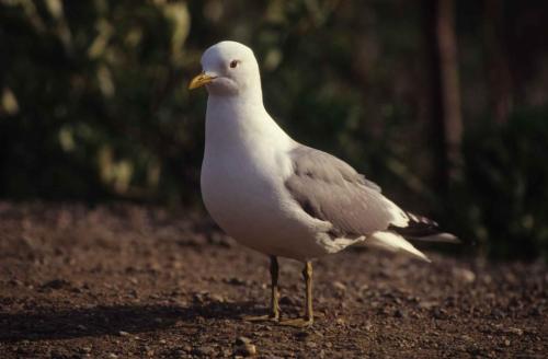 Parc national de Denali - Goéland cendré