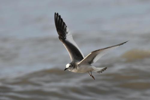 Mouette de Sabine