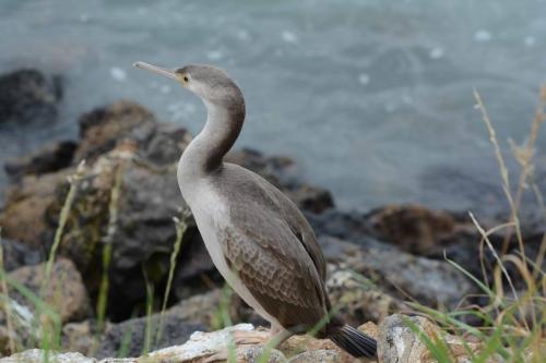 Cormoran moucheté