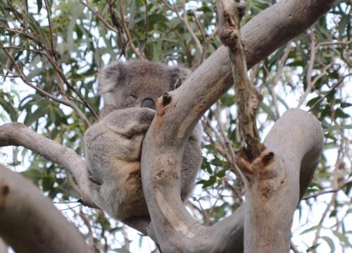 Koala