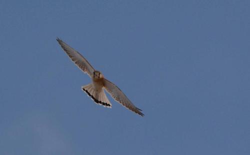 Crécerelle d'Australie