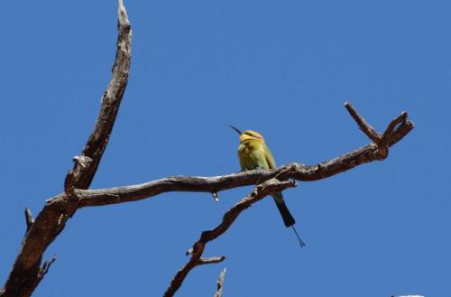 Guêpier arc-en-ciel