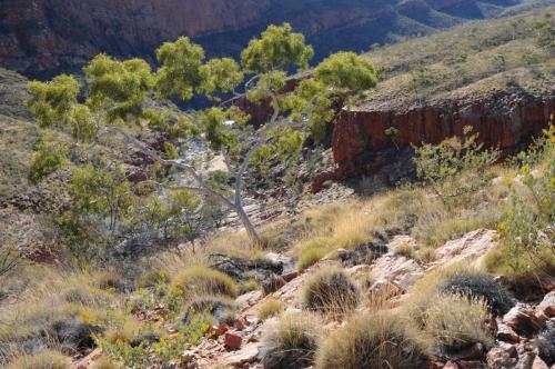 Gorge de Ormiston dans le parc national de West MacDonnell