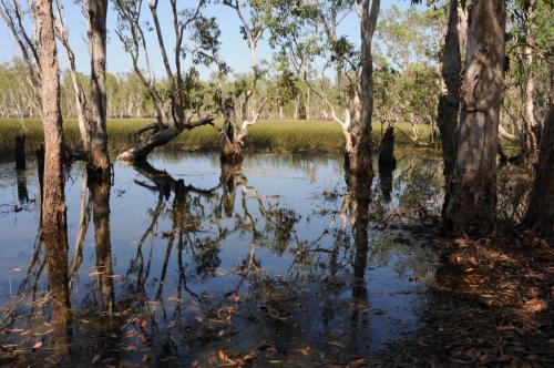 Tabletop swamp dans le parc national de Litchfield