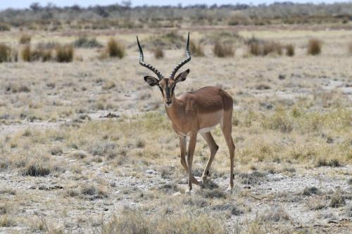 Impala à face noire