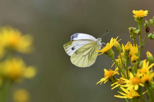 Piéride du navet (Pieris napi)