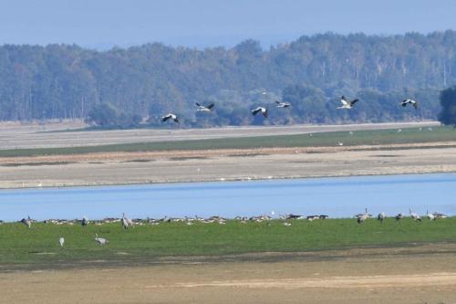 Grues cendrées et oies cendrées