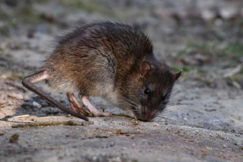 Rat surmulot