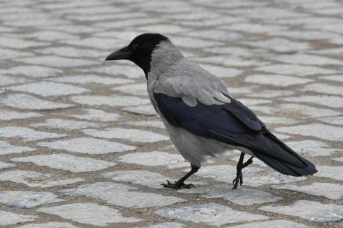 Corneille mantelée