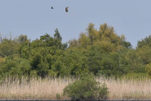 Pygargue à queue blanche