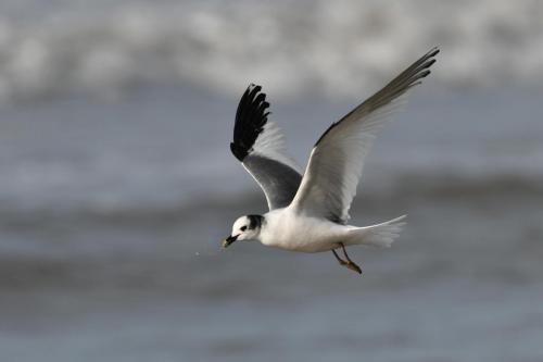 Mouette de Sabine