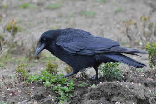 Corneille noire