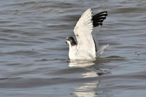 Mouette de Sabine