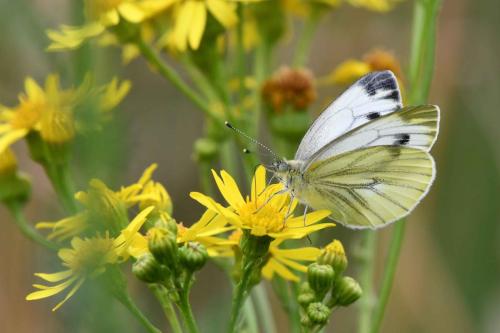 Piéride du navet (Pieris napi)