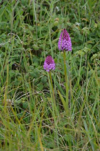 Orchis pyramidal
