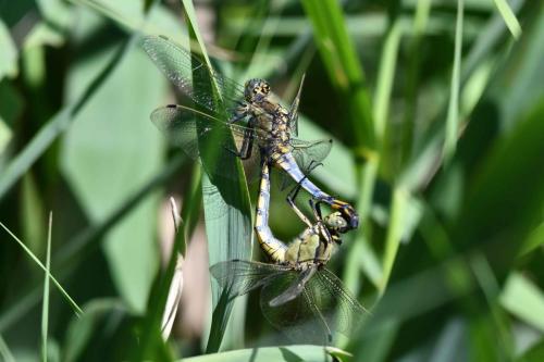 Orthétrum réticulé