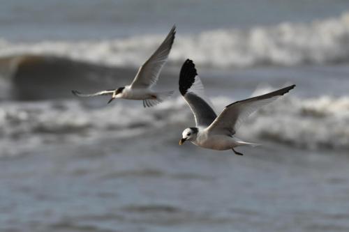 Mouette de Sabine